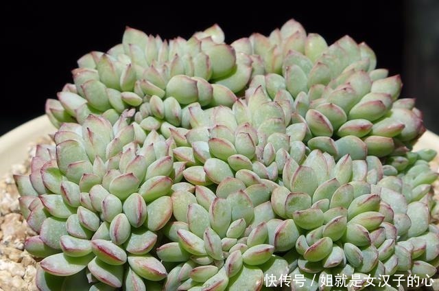 阳台的多肉怎么养才漂亮7个细节做到了,效果就是不一样!