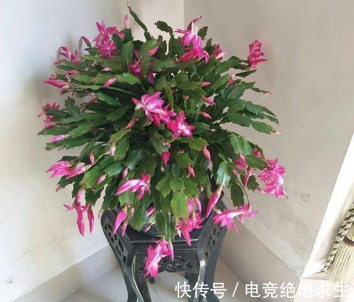 如果你养的蟹爪兰总是掉花苞，了解补救方法，春节花开停不下来