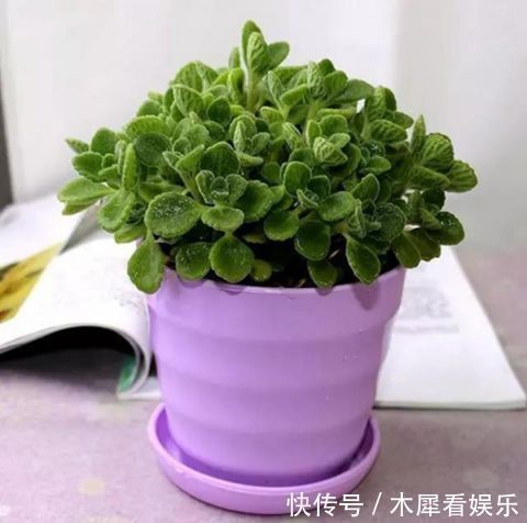 卫生间里3种盆栽，好看又好闻！关键是净化空气