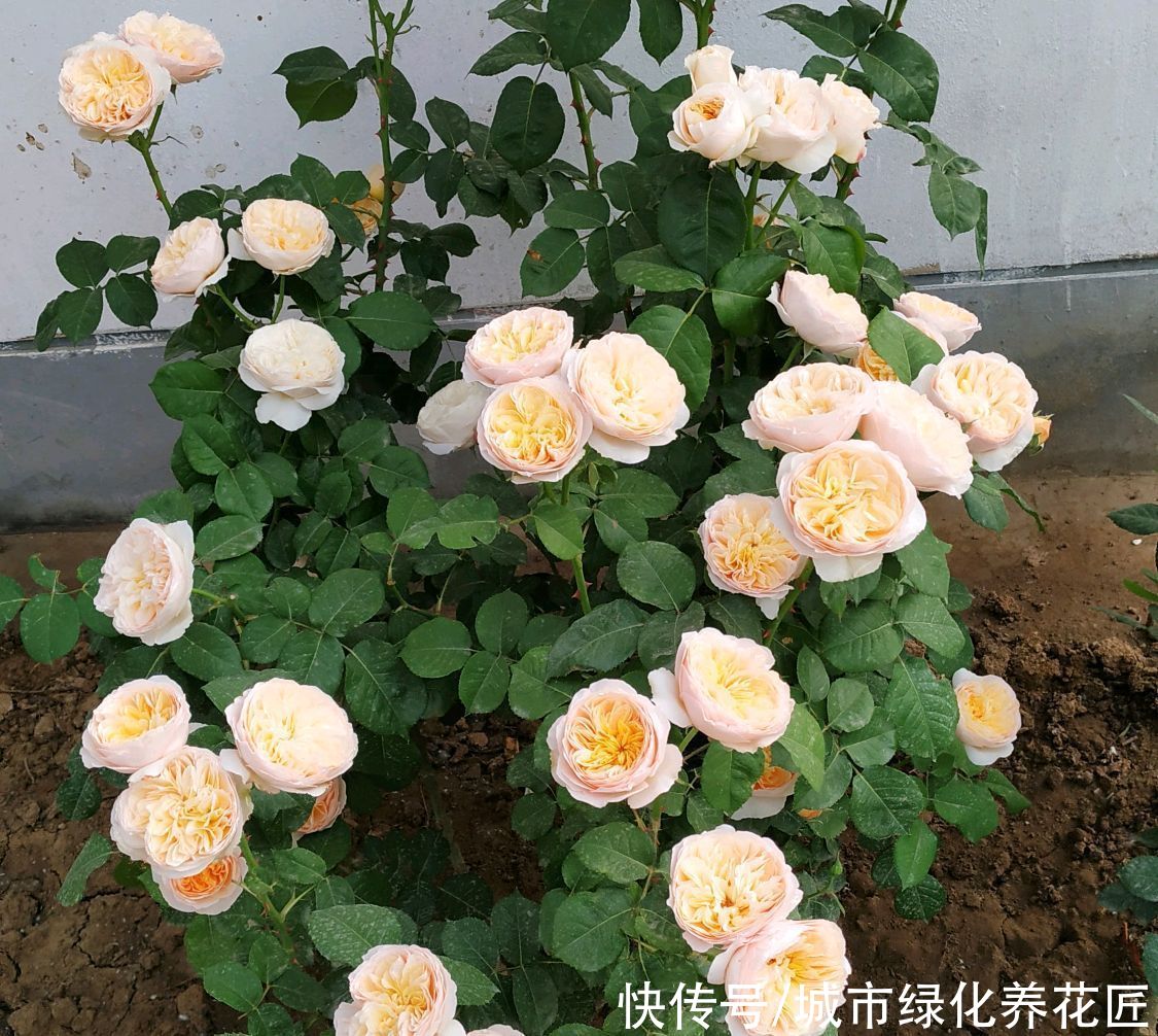 月季花的花苞打不开是怎么回事?温度,光照在作怪