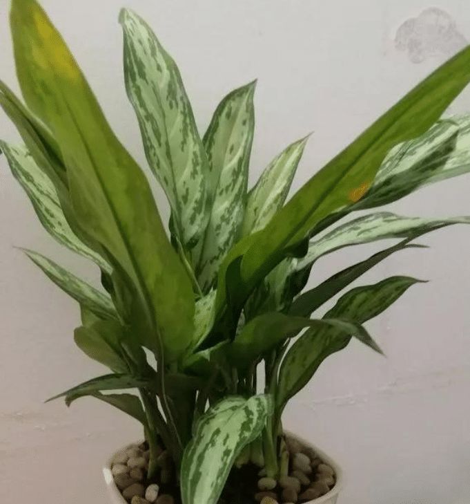 银皇后银皇后|土豪都养3种花,镇宅又旺运,寓意吉祥人人爱,家里养真适合