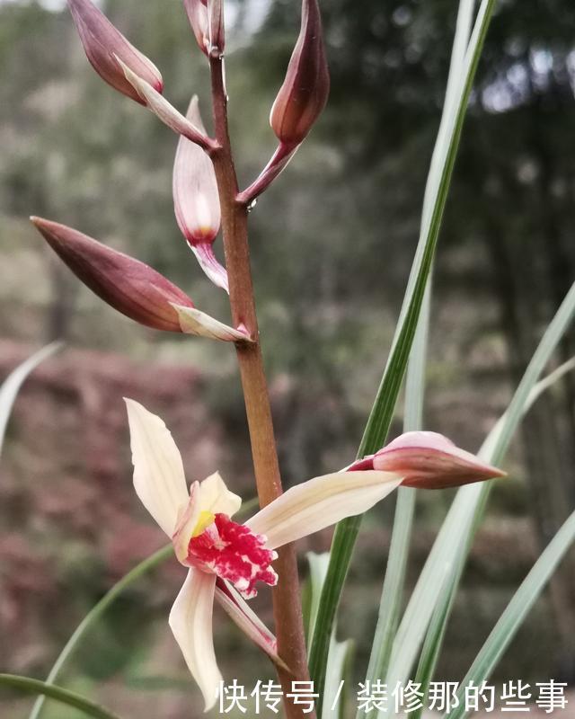  足够|兰花不开花是什么原因？只有4点，新手兰友一定要了解