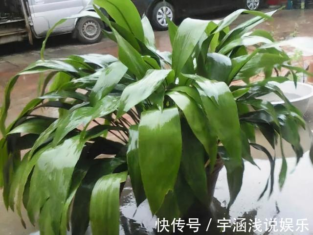 低温|低于5度,6种花一整个冬天不浇水,也能照样活