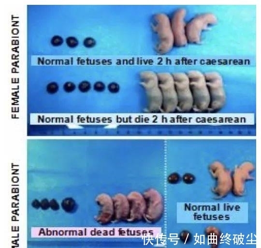 发育|公鼠成功怀孕生崽,男人生孩子还远吗?