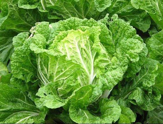 忠告炒大白菜不能放此物,吃了就是没病找病,现在知道还不晚!