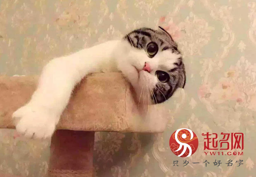 猫的英文名字大全