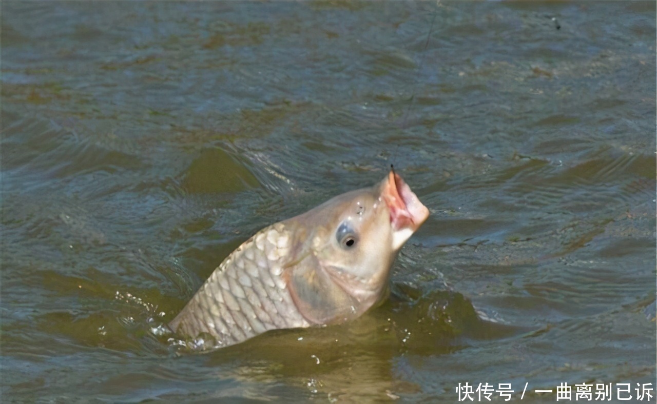 如何挑选野钓用的浮漂,只要满足这两点就行