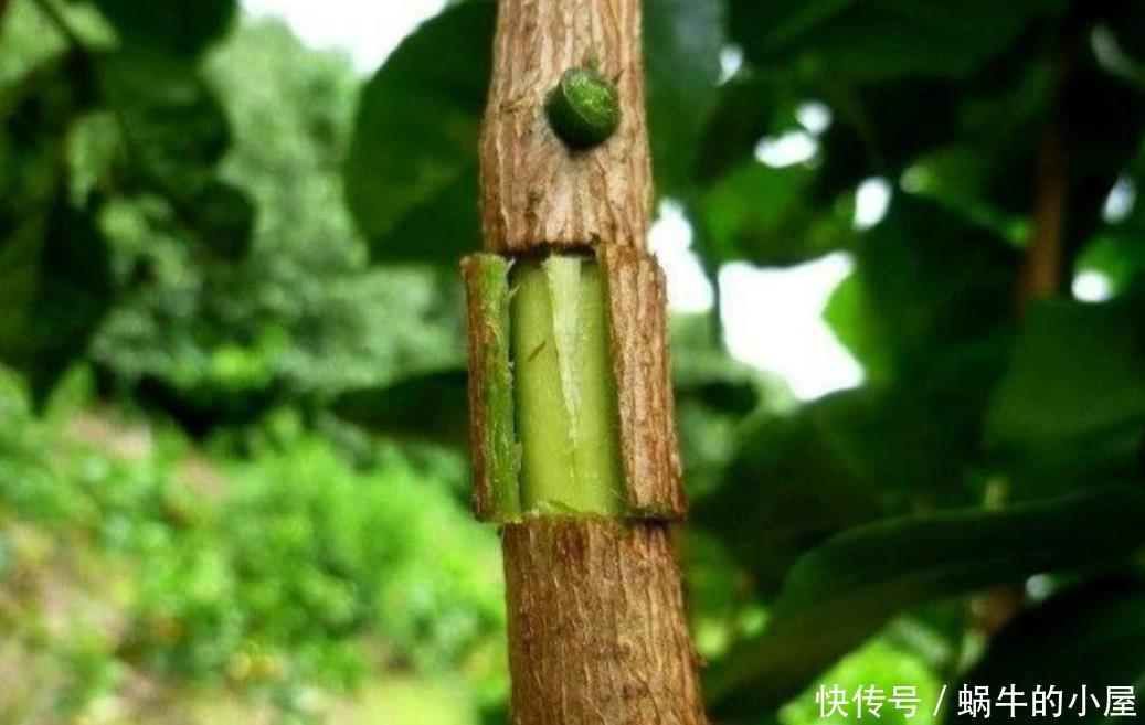 花木扦插不生根,学会另2种繁殖方法,生根快、成活率更高