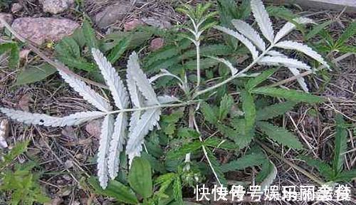 根部|这种野草全身都是宝,嫩茎是野菜根部能生吃,价值高你见过吗?