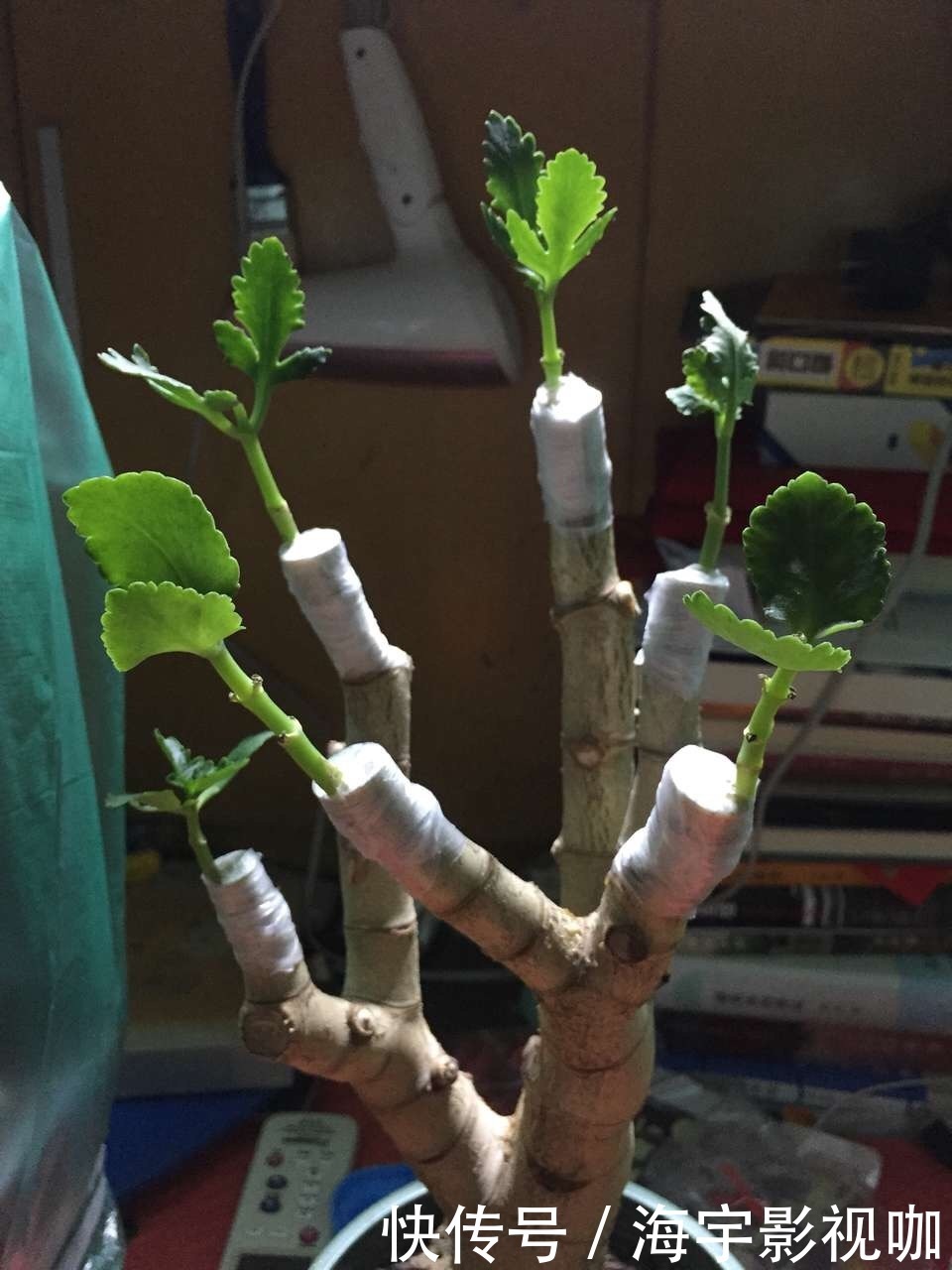 长寿|养花10年,他的长寿花1棵开3种颜色,方法3分钟就学会