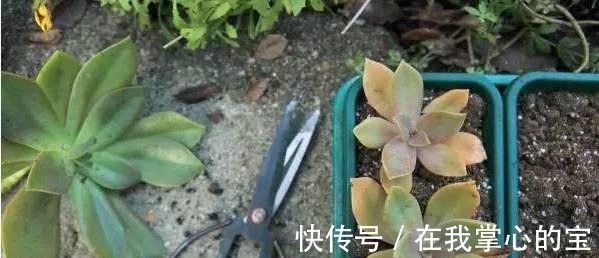 花友|刚买的多肉植物怎么养才不会死, 老花友给新手的8个建议