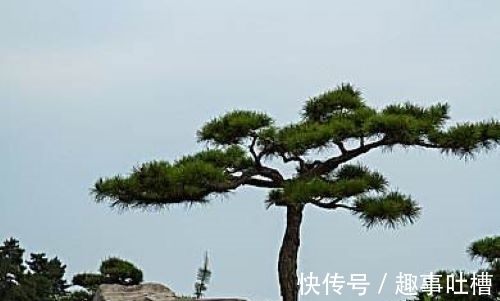 题小松！李商隐和杜荀鹤这两首诗写小松，是纯粹的咏物诗吗