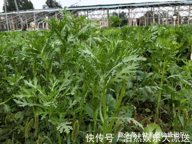 技巧|种茼蒿,采收时连根拔起教你1个技巧,茼蒿摘完一茬又一茬