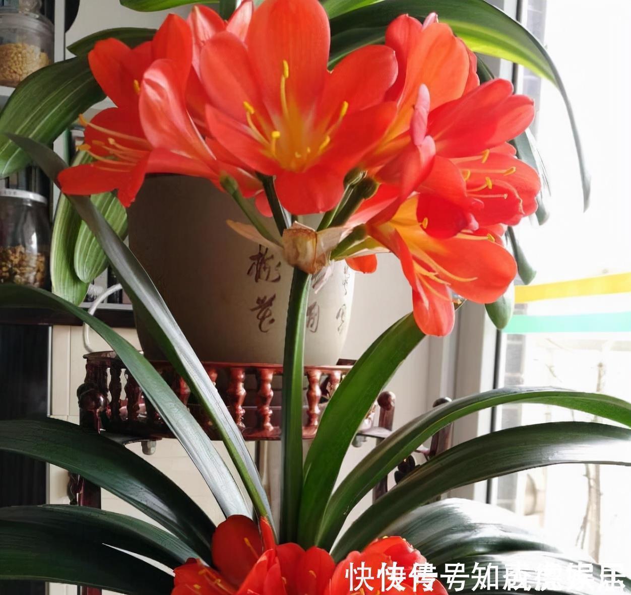 10大“吉祥花”适合养客厅，格调高，株型美，旺财又护家