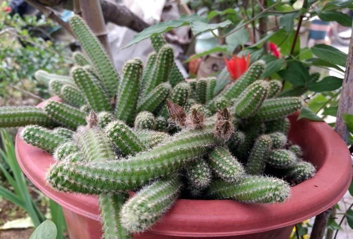 多肉|4种小小的多肉居然能养出瀑布效果,怎么做到的?今天就来学一学