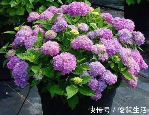 养花不开花？浇水加点料，用量精准，满枝开花，错一点后患大