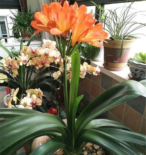 3种“废物”捡回家,扔花盆里,土肥的流油,养花猛长不含糊