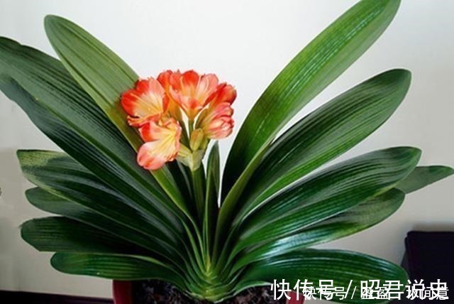 土壤|养兰花、蟹爪兰和君子兰需记住,不能触碰三点,这是自然规律!