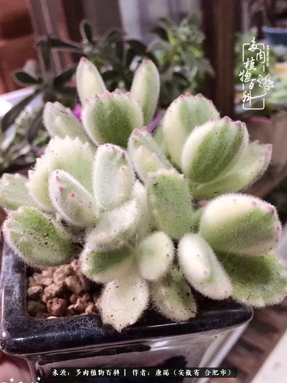 养肉之路,道阻且长,累的是身体,净的是心灵!