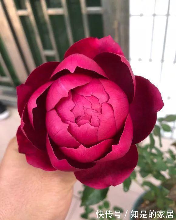 伊芙|一朵花开满院飘香,这款月季真的太香了