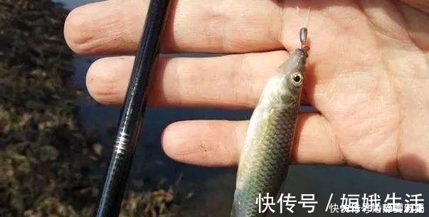 浮漂|钓鱼二十年,如今才晓得,这三种鱼情的用漂“办法”,学会别外传