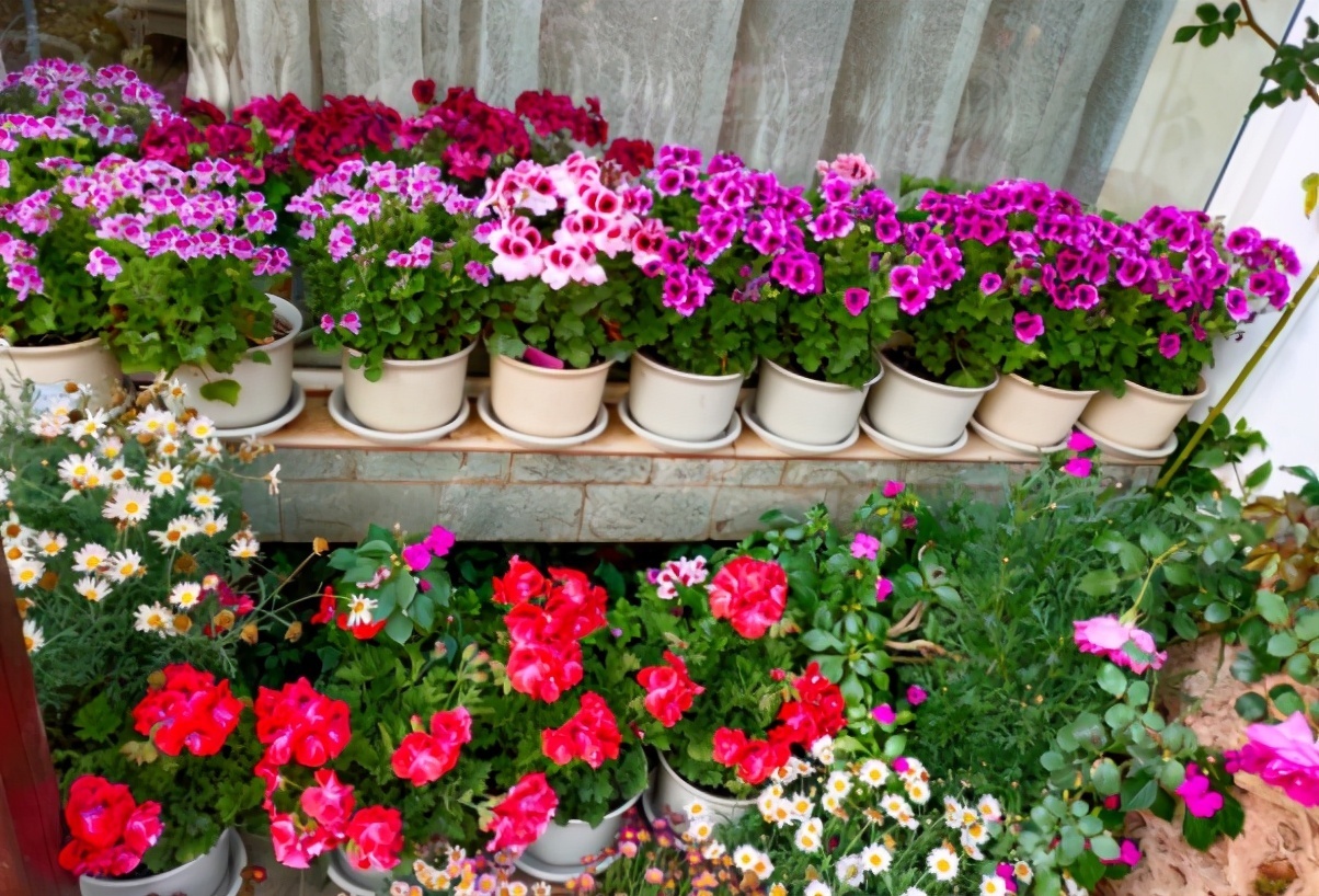 养花贵精不在多,3种花入手不后悔,谁看了都喜欢