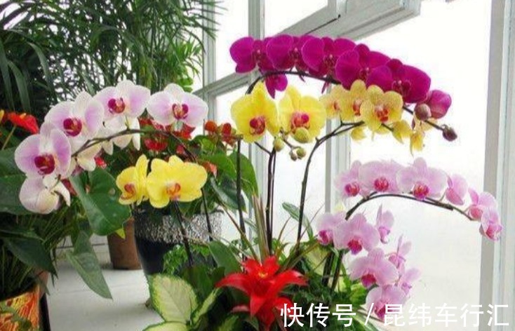 自带“财运”的3种花,富贵好运“财源”滚滚来,懂花的人都在养