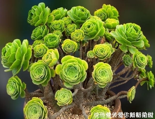 宅招财|居家养花不需要太多,养这3款多肉,不仅颜值高,而且可镇宅招财