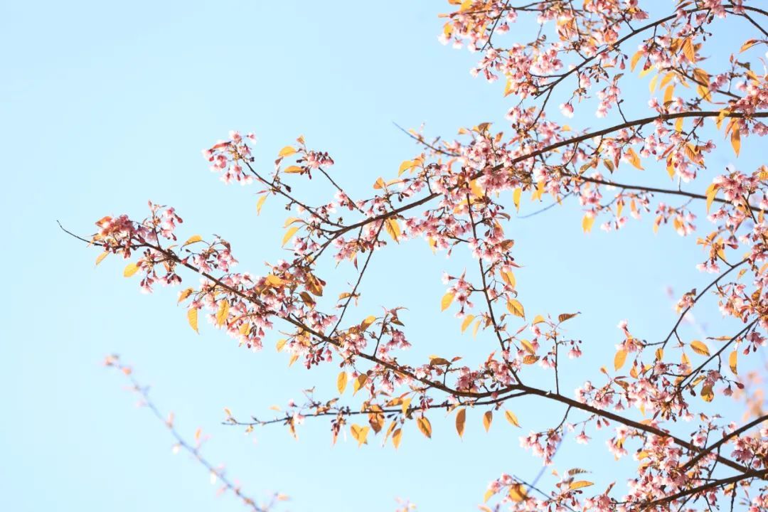 施甸：满山樱花，层林尽染