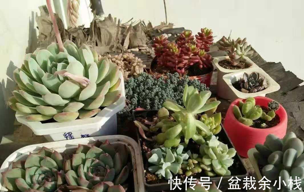 新人|提醒新人肉友:养多肉时,频繁遭遇降雨天气,可这么处理