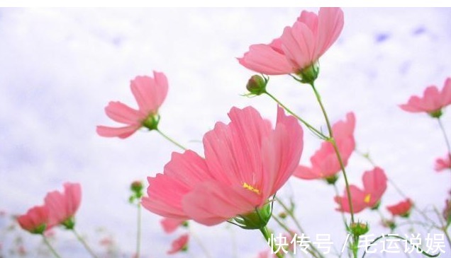 以下花根本不用买,落地生根,1片叶子就是1盆花!