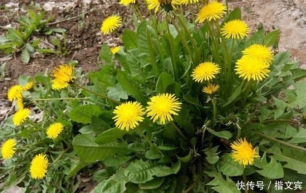 红甜菜|10种可家庭种植的优质养生野菜