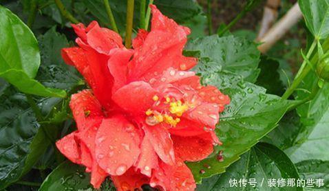 养花就养4种花，家里养一盆，一开就美爆，养1盆超美！