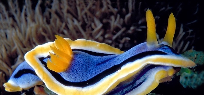 石斑鱼类|海底世界的十二生肖
