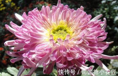 唐宇傲狮|农历7月30日开始，养花养个耐看的，花儿开成满天星，便宜又好养