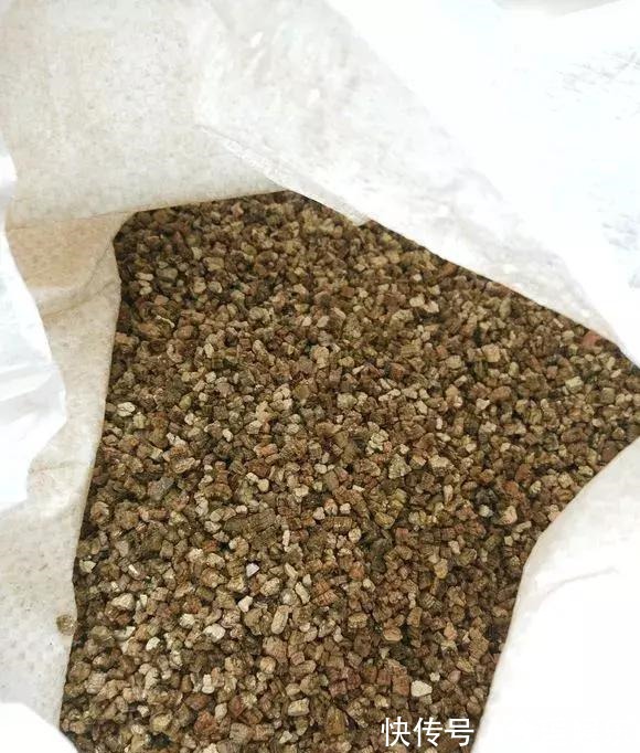 2种扦插法,插什么活什么,养花人都要会,新手也能做得好!