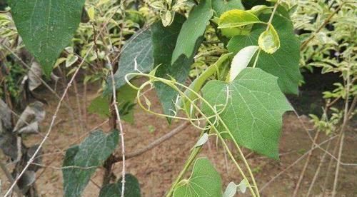 僵硬|关节痛手脚僵硬,用一种杂草捣烂敷于患处,祛风活络减少疼痛