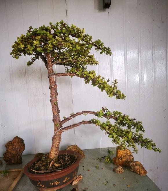 变异的雅乐|金枝玉叶药锦,变成“雅乐之舞”,学会分辨真假,以防吃亏