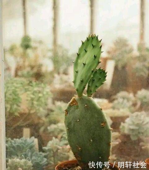 聪明人养这2种盆景,样子不招喜欢,寓意却极好,净化空气效果好