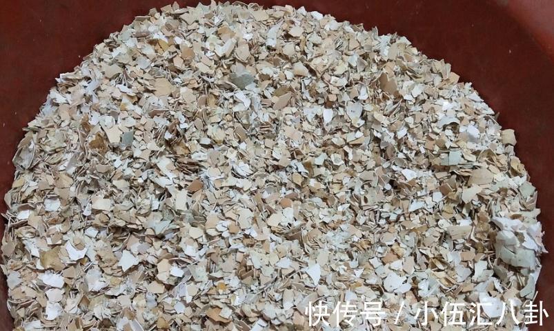 白醋|怎么用鸡蛋壳养花?掌握住注意事项,不花钱就养啥都不缺肥