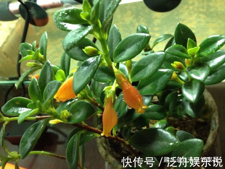 喜欢玫瑰,不如养盆“精品月季” 合唱团,层层花瓣,娇艳优美