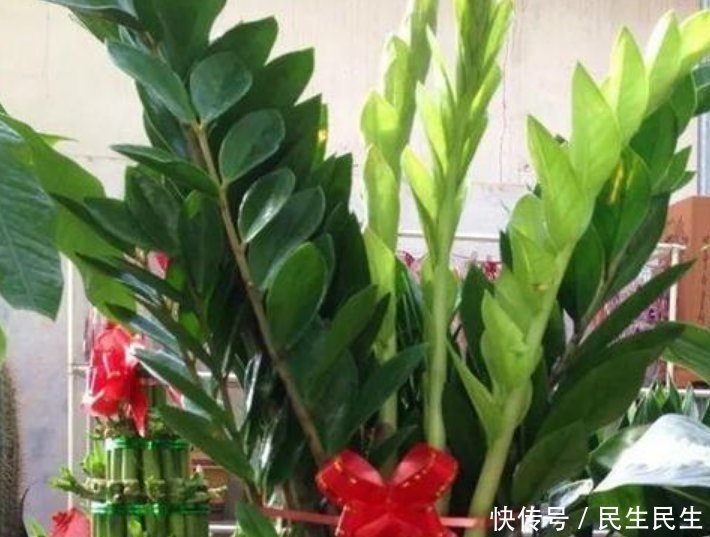 微量元素|它是天然的养花肥,到处都有,盆里放一点,像打了激素蹭蹭长