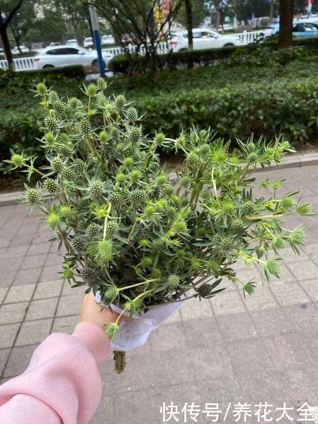 紫茉莉|不能小看入侵植物,看到后要立马拔掉,留着就是祸害