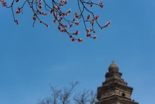 古塔古寨相伴，杏花开遍山野——荥阳千尺塔迎来最美的季节