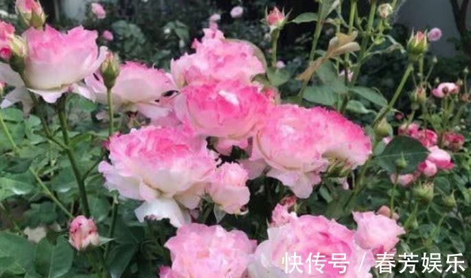 栽种|世上公认最美的4种花,开起花来“拦”不住,美不胜收,你养了吗