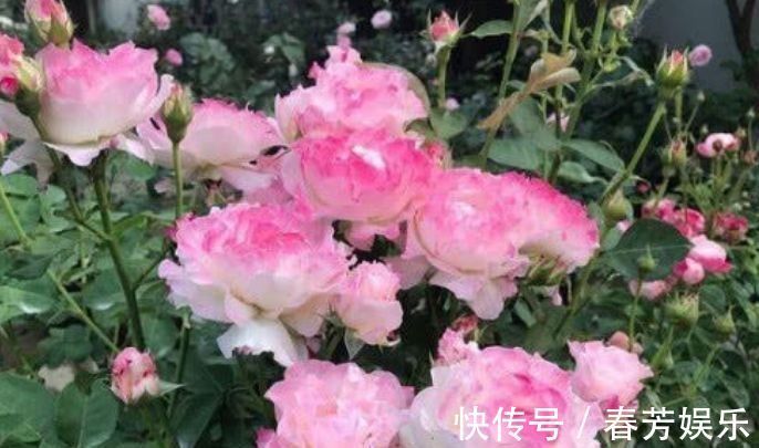 栽种|世上公认最美的4种花，开起花来“拦”不住，美不胜收，你养了吗