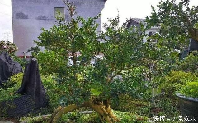 10年前一盆上万,10年后一盆十块,烂大街的黄杨,被玩坏的盆景