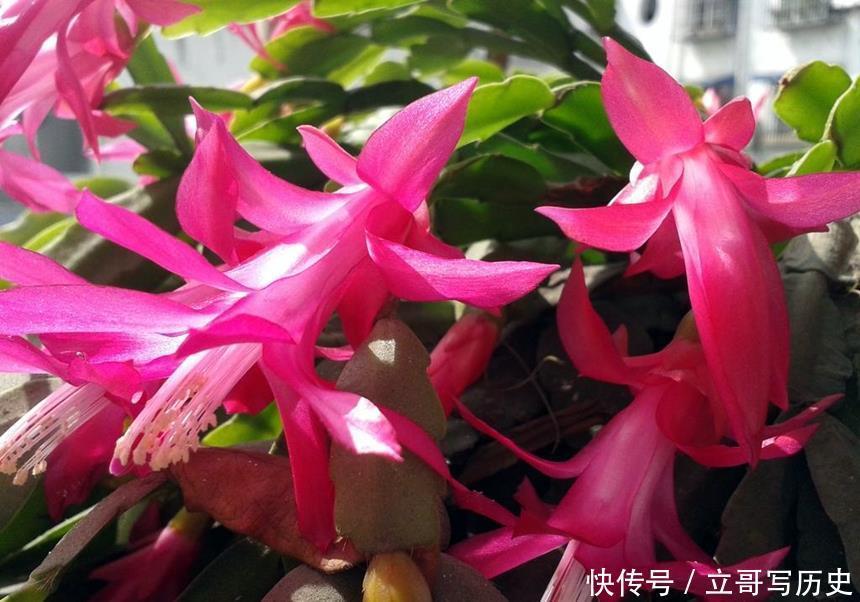 6种省心植物，做到这几点，养好无忧