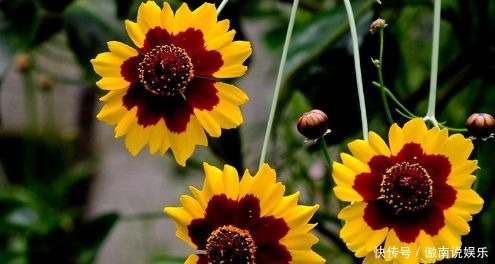 种花|4种花惹人怜爱,花大色艳香浓,一开花就停不下来