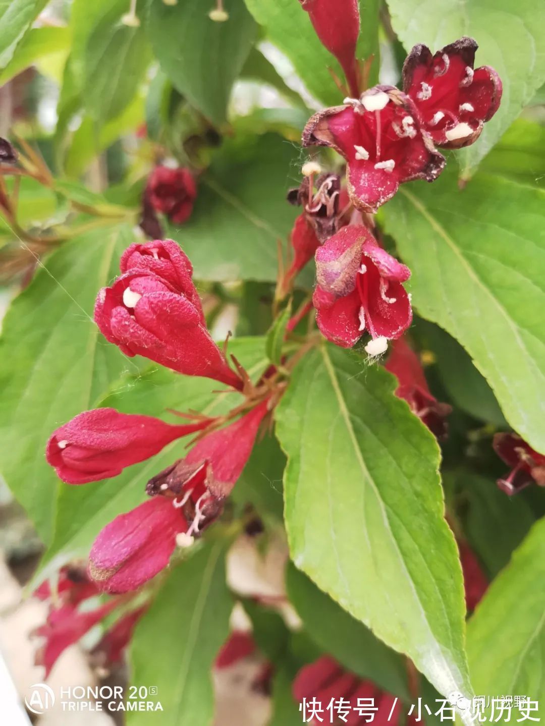 农家|初夏时节，农家是一片花海，清新自然之美